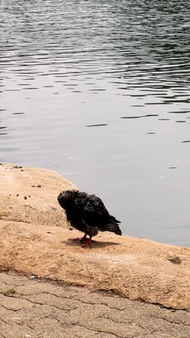 A wet pigeon dries its feathers on a stone near a pond	