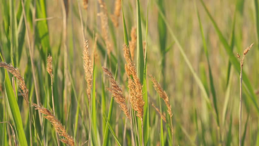 Green grass blades