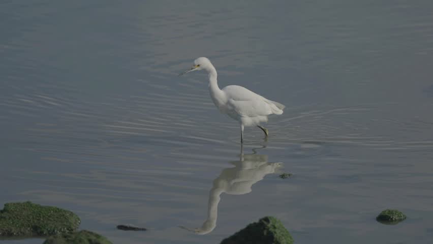 White egret standing in water with reflection, San Francisco