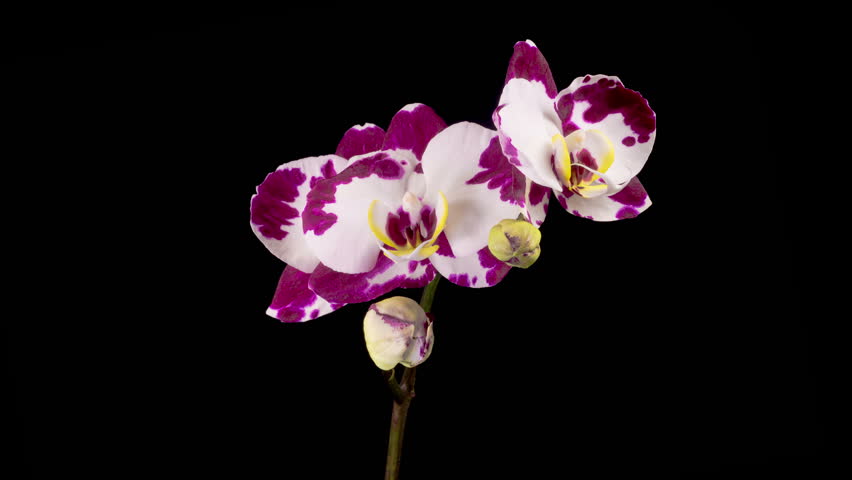 Blooming White - Magenta Orchid Phalaenopsis Flower on Black Background. Time Lapse. 4K.
