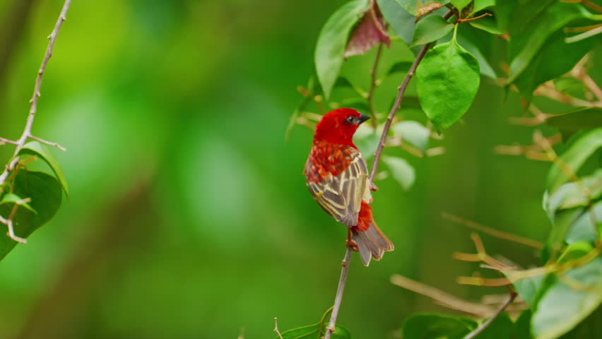 African bearded barbet with distinctive bristles, tropical island Mauritius