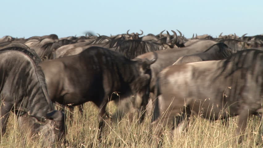 A large group of migrating wildebeests across masai mara plains