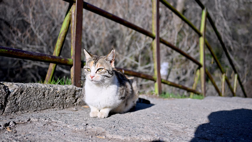 Calm tabby cat sits on concrete path near rusty fence. Sunlight highlights fur and paws