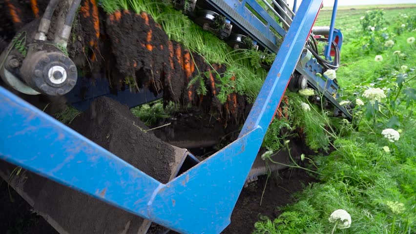Side View Tracking Shot of Carrot Harvester Extracting Vegetables onto Conveyor Belt. A parallel tracking shot of a modern harvester in slow motion, showing the machine pulling organic carrots from the earth. The footage captures the vibrant green tops and orange roots being pulled into the conveyor system. A perfect representation of large-scale healthy food production and smart agriculture on a bright, sunny day.