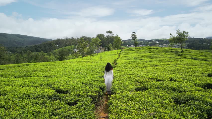 Cinematic drone view follows a woman walking between lush tea bushes in Nuwara Eliya, Sri Lanka. Epic, breathtaking scenery, perfect for tourism branding, documentaries, and romantic travel stories. 
