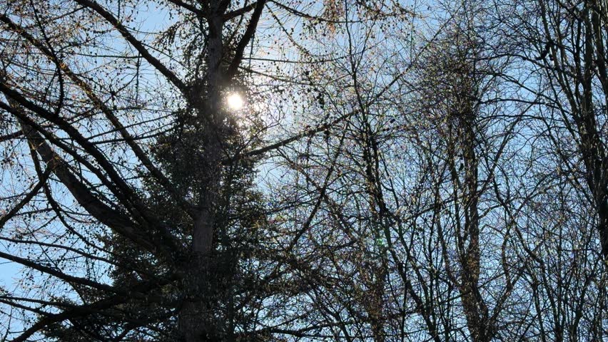 The sun shines through the coniferous tree branches against the backdrop of a blue sky.
