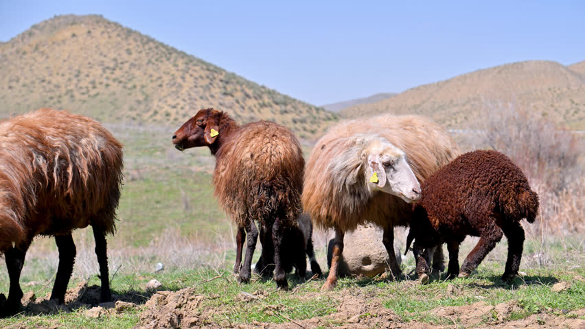 Sheep graze in grassy field with rolling hills. Dark and brown woolly sheep eat grass near large rock. One sheep looks toward camera while others graze