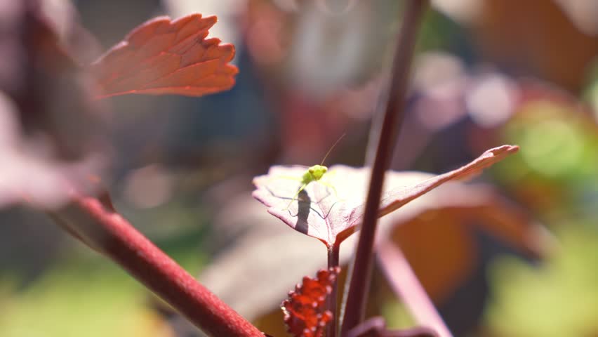 Front View Of Green Praying Mantis Sitting On Sunlit Leaf With Red Stem Against Out-of-Focus Garden Background. close-up, wide shot
