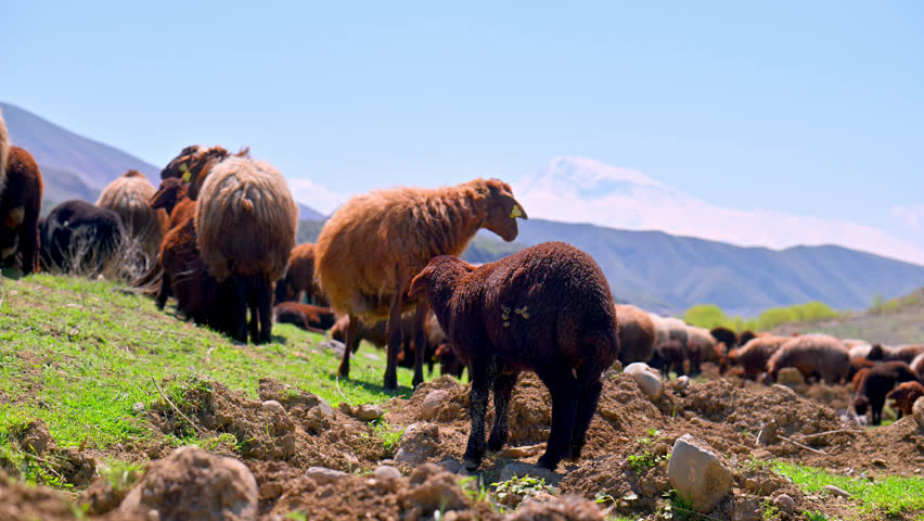 Sheep graze on grassy hillsides with rocky terrain. Mountain range stretches across clear blue sky