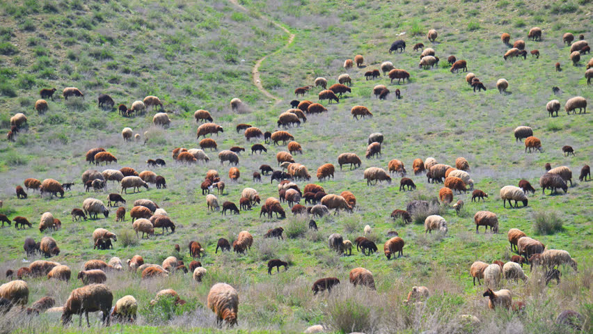 Flock of sheep grazing on grassy hillside. Animals move slowly across rolling terrain