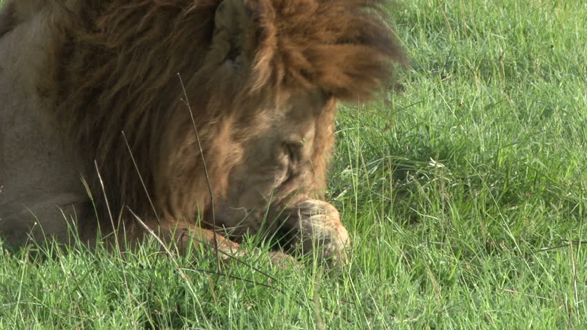 a lion uses his paw to clean his face