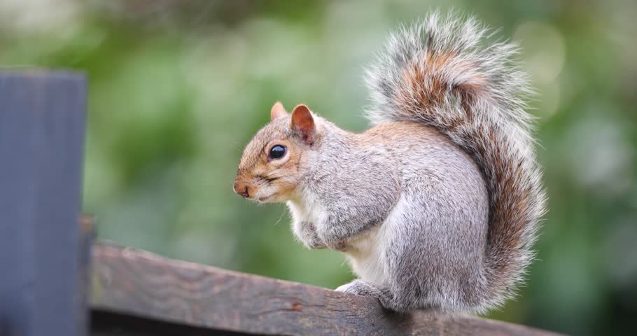 Close-up portrait of a wild Eastern grey squirrel (Sciurus carolinensis) standing on a garden fence, UK.