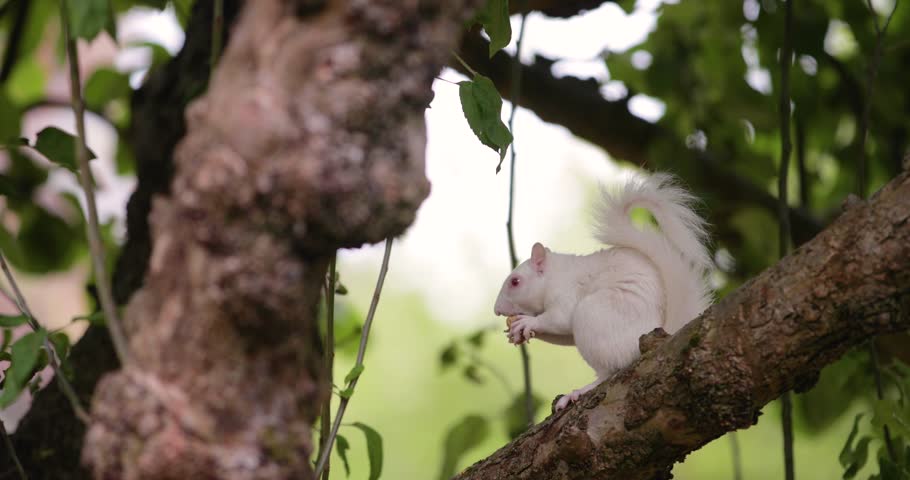 Rare true albino Eastern grey squirrel (Sciurus carolinensis) with pink-red eyes and pure white fur perched on a tree branch eating a peanut in the UK.