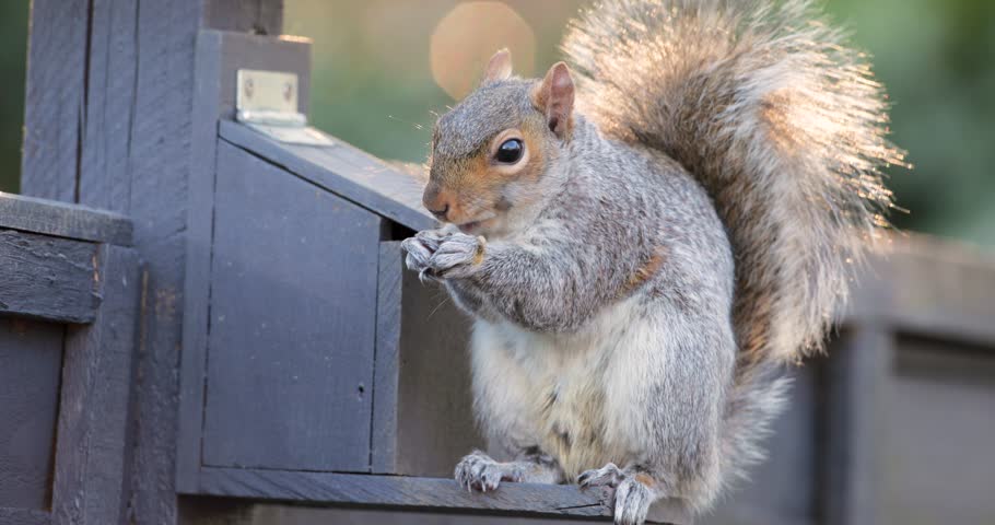A wild Eastern grey squirrel (Sciurus carolinensis) eating nuts and seeds from a squirrel feeder in a garden setting, UK.
