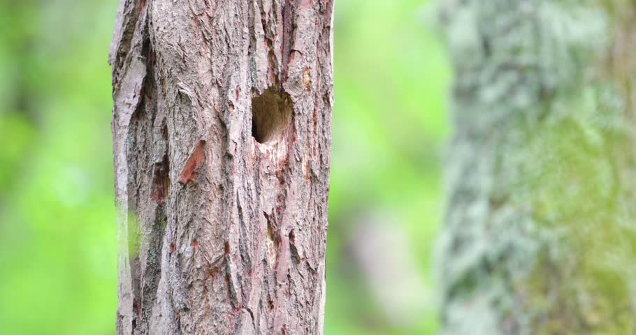 Female great spotted woodpecker (Dendrocopos major) feeding her chick at a tree cavity nest during spring in the UK, capturing intimate parental care and natural woodland behavior.