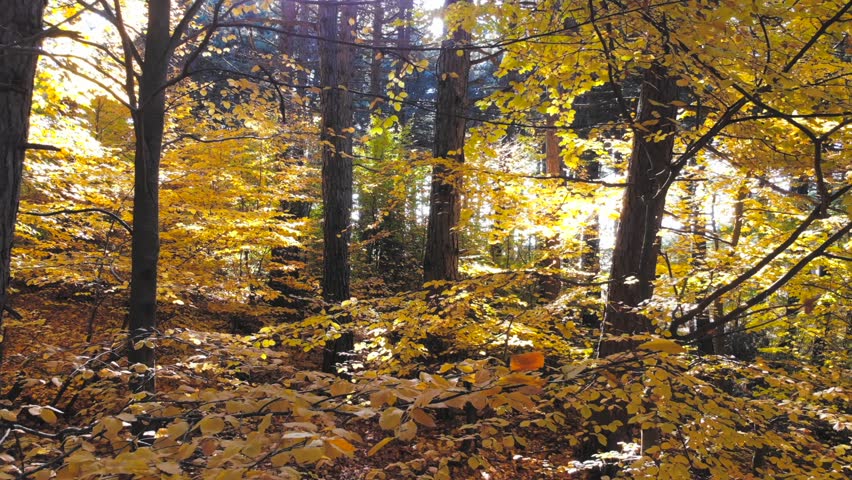 Autumn forest glows with golden foliage and sunlit trees in a dreamy woodland scene. Aerial drone view captures enchanted fall woods, radiant leaves, serene trunks, magical light. The view adds strong search relevance for geography, environment, scenic travel, and natural landscape storytelling with clear terrain definition.