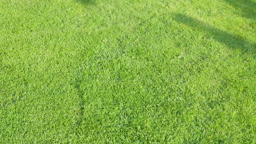 Green grass lawn with long shadows in warm sunlight. Minimal outdoor nature scene with fresh seasonal texture.