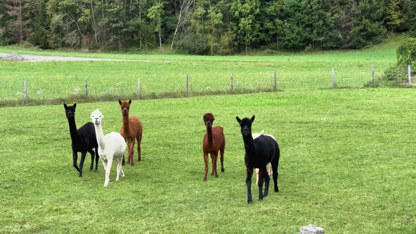 Five alpacas grazing in green pasture, lineup of black brown white animals facing camera, tranquil rural meadow with wooden fence, slow walking and nibbling,