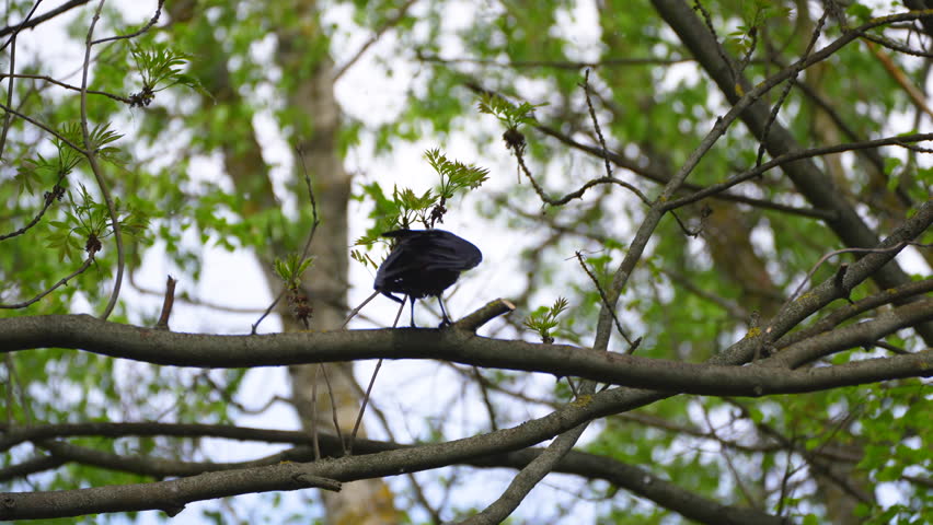a crow sits on a branch and shakes  feathers