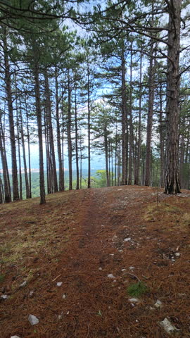Forest path winding upwards through a dense pine forest, offering expansive views of distant mountains and a serene natural landscape under a bright sky, emphasizing tranquility and exploration