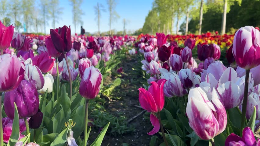 Famouse multicolored tulip field with rows in sunny day with blue sky