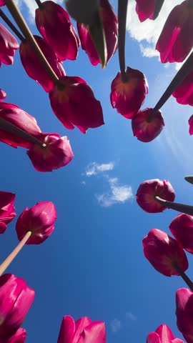 Famouse multicolored tulip field with rows in sunny day with blue sky