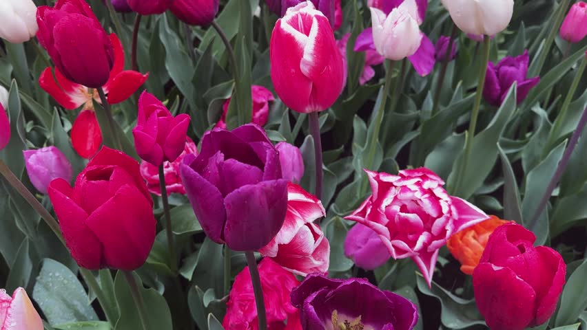 Famouse multicolored tulip field with rows in sunny day with blue sky