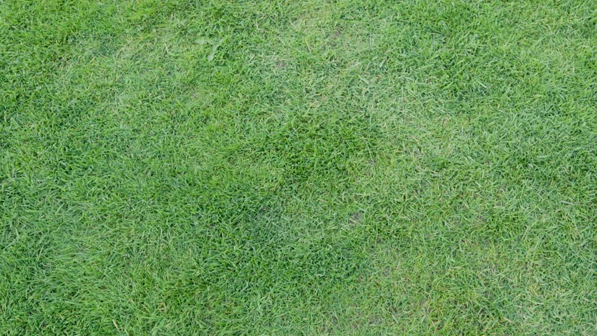 Fresh green lawn texture with subtle shade variation. Natural grass background ideal for garden and nature concepts.