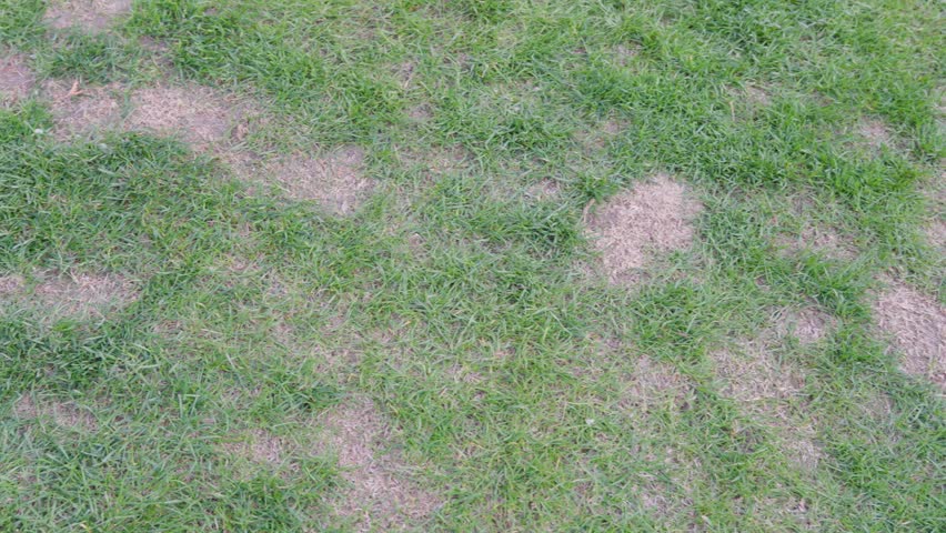 Lawn with irregular dry patches surrounded by green grass. Overhead garden scene showing turf damage and maintenance needs.
