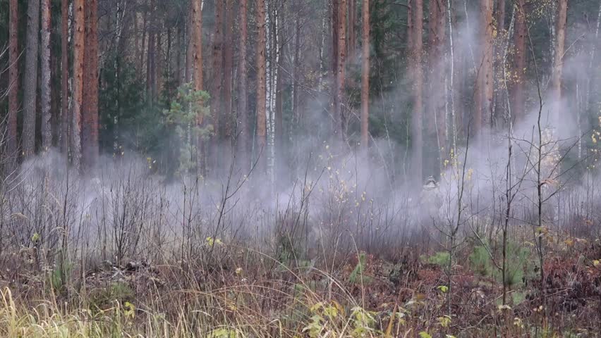 Mist rises in a serene forest, enveloping trees and underbrush, creating a tranquil atmosphere in a natural woodland environment