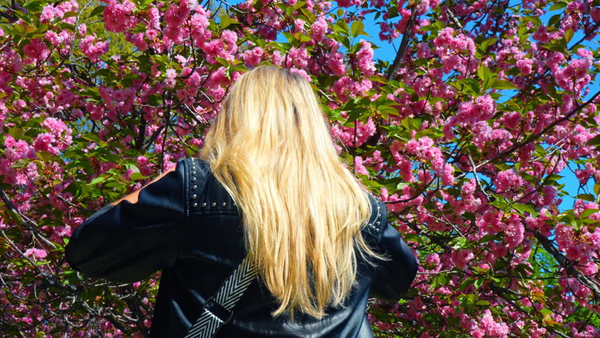 Rear view of woman photographing pink trees in NYC. Woman from the back taking a picture of dense pink cherry blossoms with a smartphone in a sunny park.