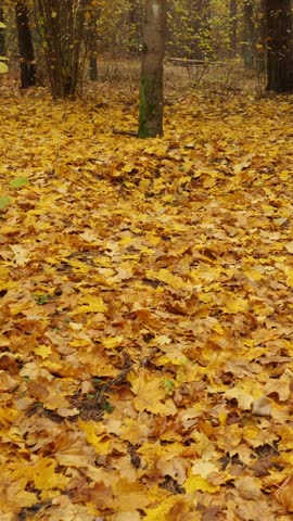 Cinematic view of fallen golden leaves on a serene forest floor, shot with