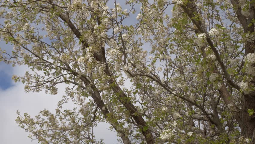 Flowering Tree Of Cherry Blossoms On A Sunny Springtime. Close-up Shot