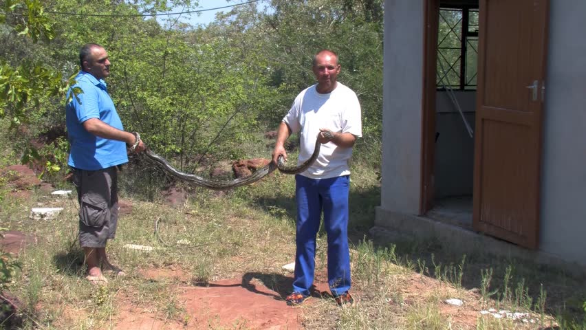 Removal of Large African Rock Python From Residential Building safety risk and human-animal conflict
