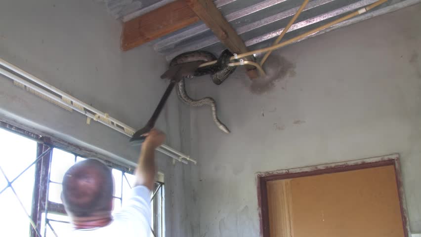 men carefully handle a massive African rock python From house Indoor Ceiling in a rural Botswana setting