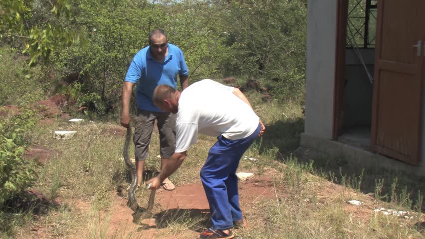 Removal of Large African Rock Python From Residential Building safety risk and human-animal conflict