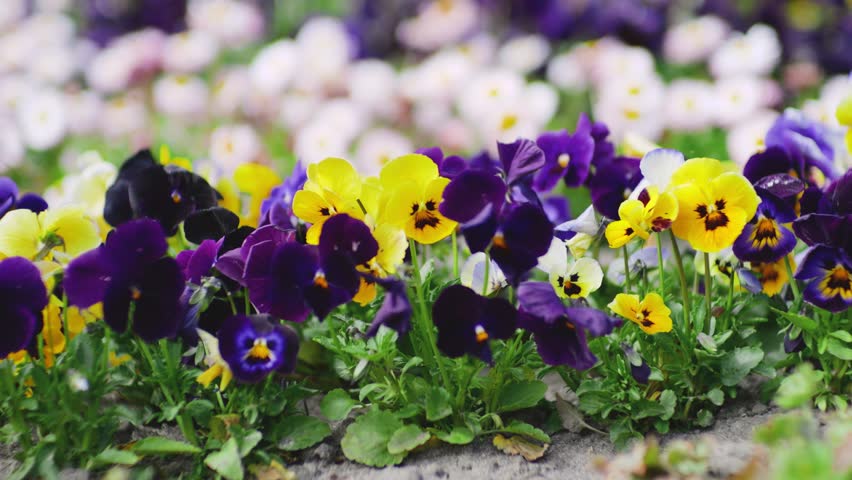 Colorful garden pansy flowers moving in the wind. Beautiful summer flower background in the park. Group of blossoming viola tricolor in the flowerbed. Close up of vibrant spring pansies in the garden.