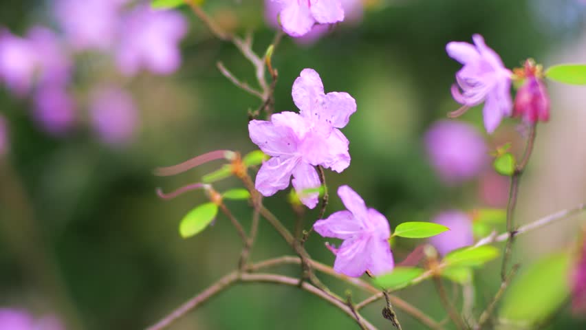 Close up of purple rhododendron flowers swaying in the wind. Spring blooming of azalea bushes in the garden. Soft focus background with pink blossoms on branches. Beautiful floral nature scene in bright daylight.