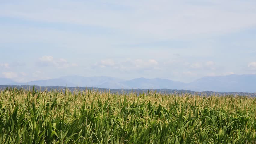 High-quality video footage showing the transition of weather and light over an agricultural landscape. The clip captures nature
