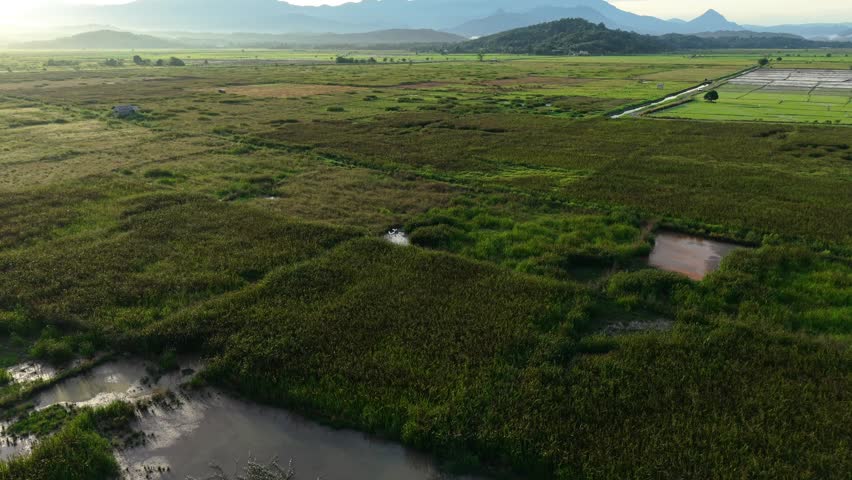 Aerial view of lush green paddy fields with Mount Kinabalu (Kota Belud, Sabah, Malaysia) under clear blue sky