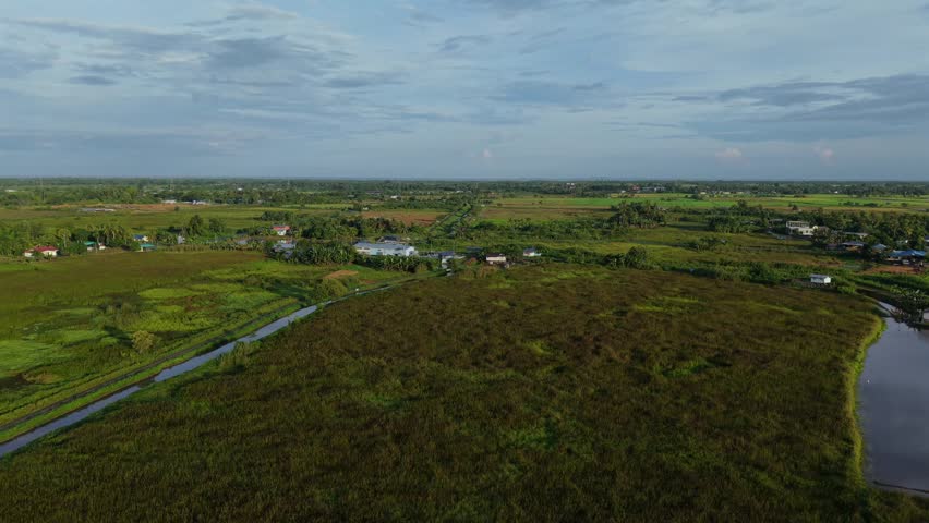 Aerial view of lush green paddy fields with Mount Kinabalu (Kota Belud, Sabah, Malaysia) under clear blue sky