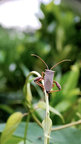 a brown leaf-footed bug resting on the twigs and then flies away