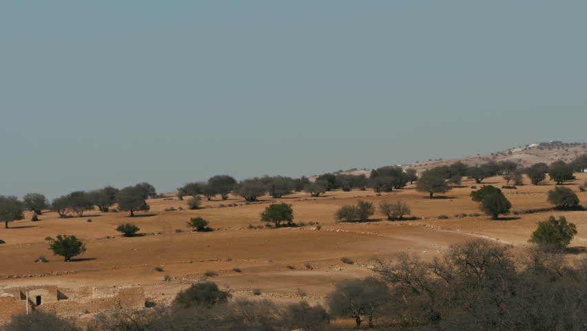 Land Of Morocco Full Of Argan Trees Plantation 