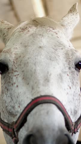 Portrait of a white horse, close-up of a horse