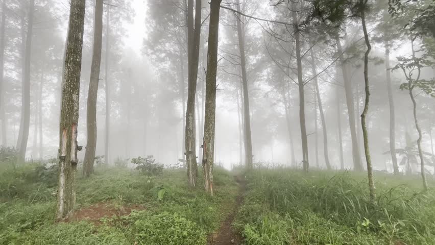 Mystical pine forest covered in thick fog with a peaceful atmosphere.