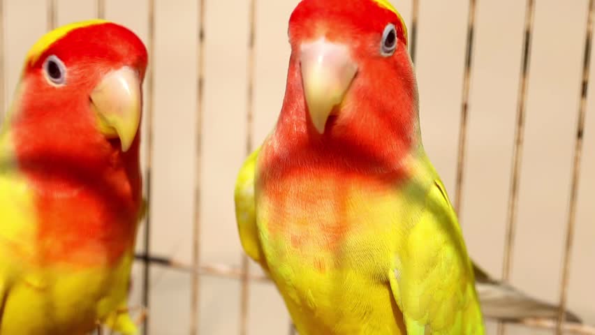 Slow Motion Macro Shot of Parrot close up view of a red and yellow Rosy-faced Lovebird looking directly at the camera inside a bird cage on a bright sunny day at 180 fps High quality footage