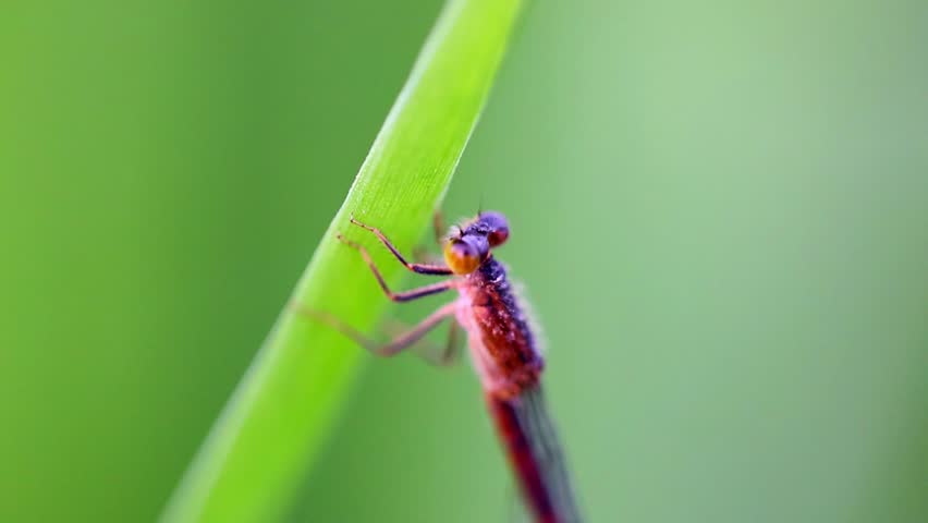 Slow Motion Macro Shot of Damselfly resting on a blade of grass in a natural environment with a soft, blurred green background at 180 fps High quality footage