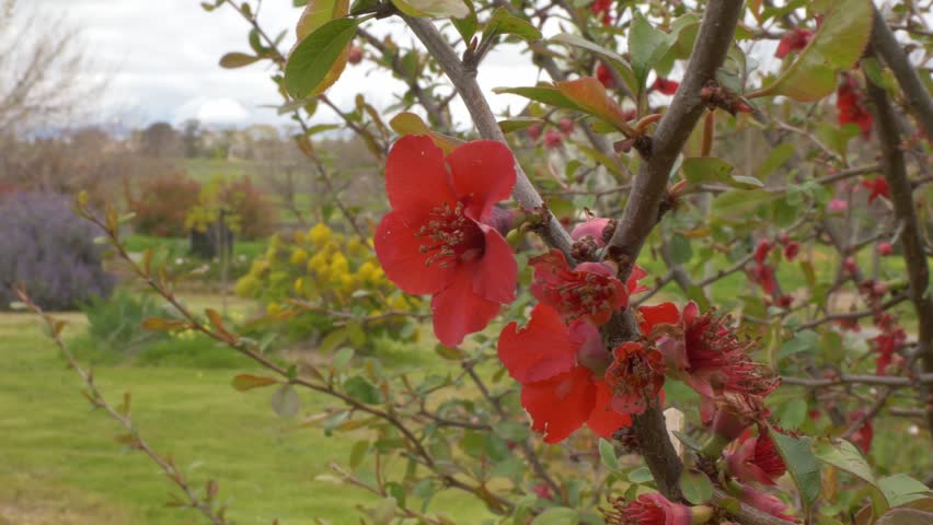 Deciduous Shrub With Japanese Flowering Quince Plants In Barossa Valley, Australia. Close-up Shot