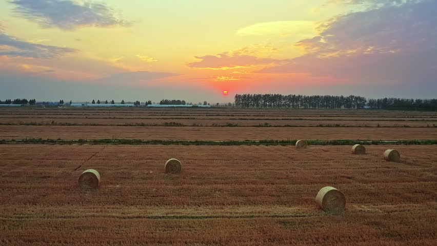 Sunset over harvested agricultural field with round hay bales in rural countryside