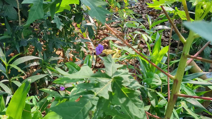 Purple Wild Flowers Growing in Garden with Green Foliage in Daylight